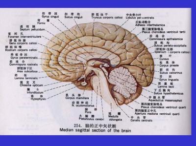 中枢神经包括什么？脑中枢神经有问题怎么办-第1张图片-