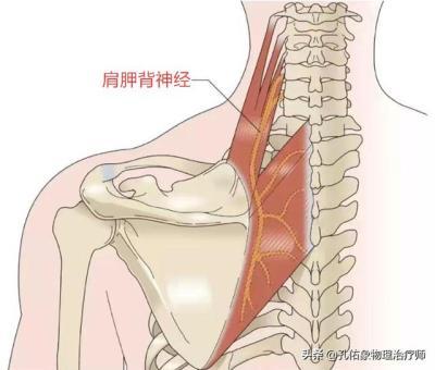 左肩甲疼是怎么回事(左肩疼手麻是怎么回事)-第2张图片-