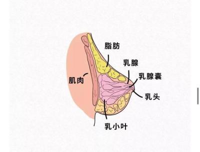 生宝宝后 胸都小了 怎么回事-第2张图片-