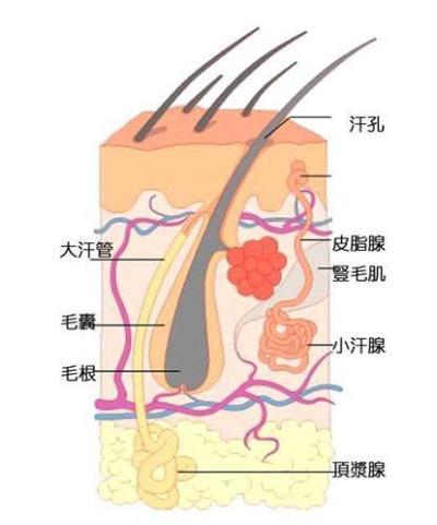 狐臭手术留疤怎么办(狐臭手术留疤图片)-第1张图片-