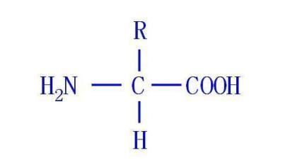 氨基酸的分类方式，20种氨基酸的分类